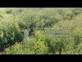 Download Lagu 蓝心羽 Lan Xinyu — 阿拉斯加海湾 Gulf of Alaska 「Yu Anxia MV」