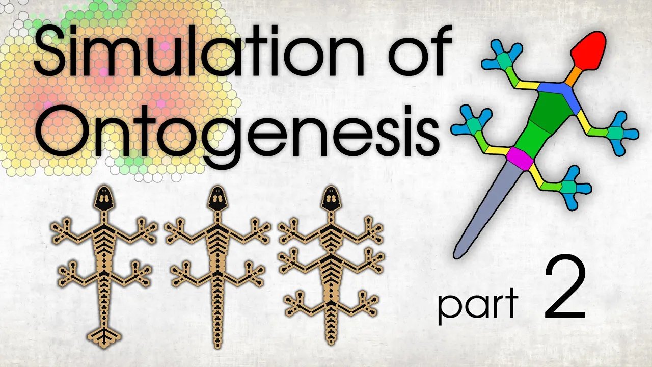 From One Cell to a Multicellular Organism. Part 2.