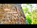 Download Lagu Update! Hot Falling... A little monkey MOKA falls down from a high temple 15M completely to a ground