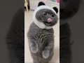 Cuteness Overload Playing with My Lovable Cat