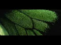 The Plot In You - Been Here Before (Official Music Video)