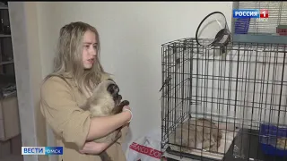 1 марта не только первый день весны, но и День кошек