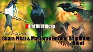 Download Suara Pikat \u0026 MASTERAN ALL Burung Srigunting || Free download mp3 || PALING AMPUH MP3