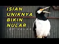 Download Lagu Pancingan Jalak Suren Biar Cepat Gacor untuk Harian dan Lomba