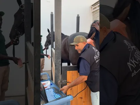 التلقيح الصناعى فى الخيل وقابلت ابطال السباق فى اكارم ليبيا #٦٠شو_مع_الدكتور_حاتم_ستين