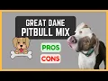 Great Dane Pitbull Mix Athletic and Energetic Pros and Cons