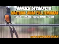Download Lagu MASTERAN MURAI BATU GACOR ISIAN KOMPLIT KENARI CILILIN LOVEBIRD KAPAS TEMBAK