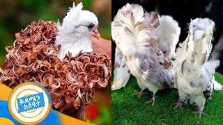 40 ሺ ብር የሚሸጥ ባለ ድንቅ ተፈጥሮ እርግብ አዲስ ፕሮግራም በቅዳሜን ከሰዓት ቅዳሜን ለእንስሳት 