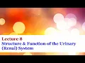 Lecture 8 - Structure Function of the Urinary Renal System