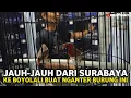 Download Lagu Wah dikasih burung cantik asal Papua | bisa diternak gak ya❓buat isi aviary mini