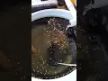 Download Lagu Pemberian pakan anak ikan nila usia 1 bulan #shorts #short