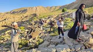 Nomadic Life Gathering Firewood In The Harsh Days Of Iran In The Zagros Mountains For Nomad Cooking 