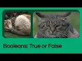 JavaScript Data Types Explained by a Cat