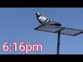 Download Lagu Dubai 7 Pigeons Landing In Tournament 2:52pm 3:11pm 3:47pm 4:43pm 5:23pm 5:47pm 6:16pm