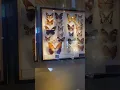 Download Lagu Happiness is like the Butterflies 🦋 - Washington D.C. Smithsonian Museum