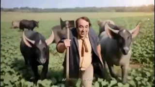 يونس شلبى جاموسة راحت تقابل جاموسة 