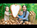 Download Lagu Harvest 1000kg of wild tubers and radishes to sell at the market, catch fish to make smoked fish