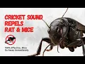 Download Lagu Mouse \u0026 Rat Repellent Sound | Natural Cricket Noise for Pest Control