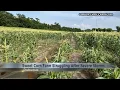 Torrential rainfall and severe storms impacting sweet corn supply in Dubuque