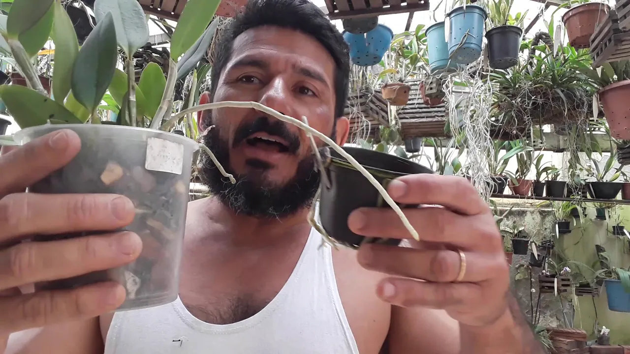 DICAS DE CULTIVO DE ORQUÍDEAS 261