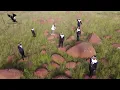 Download Lagu Zakwe ft Mzulu - Izinsizwa (Traditional Wedding)