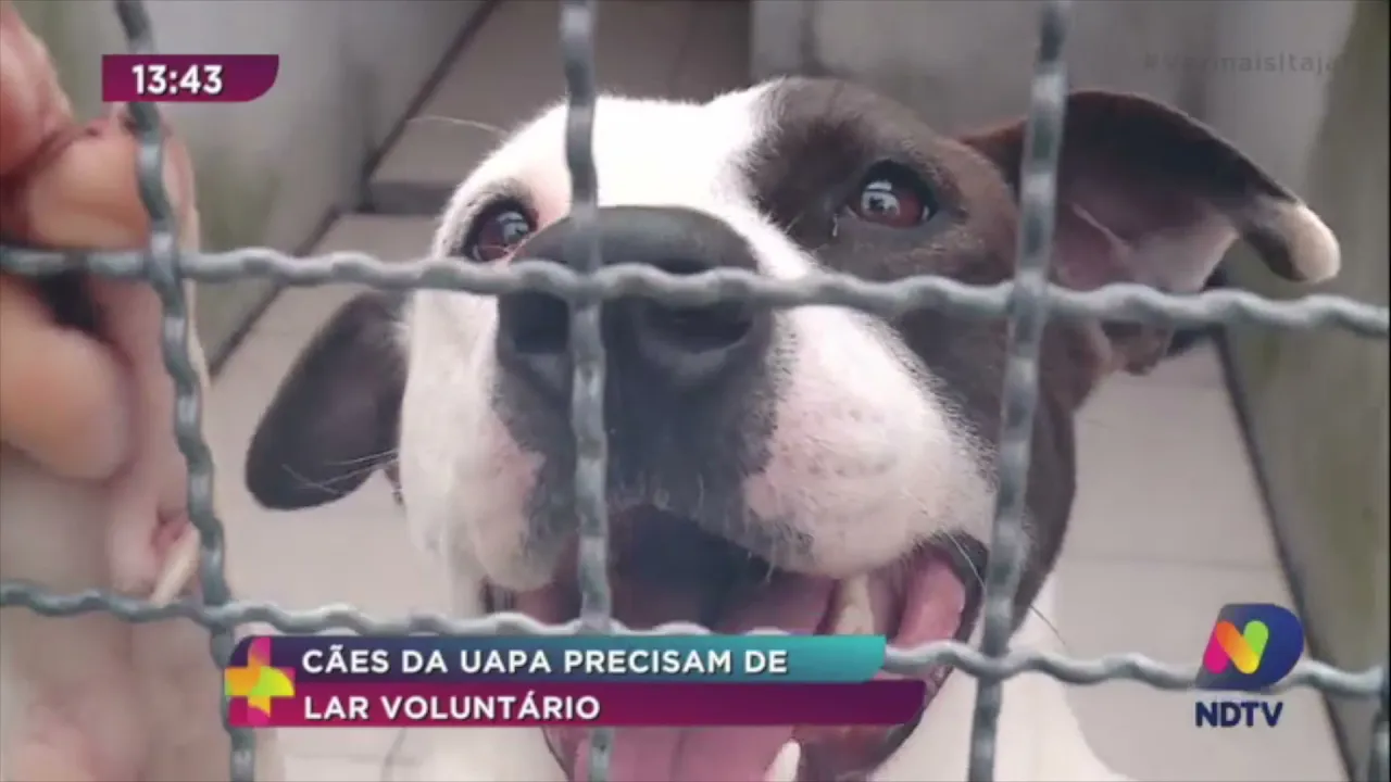 Cães da Uapa precisam de lar voluntário