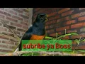 Download Lagu masteran mure batu vs prenjak tamu ngalun burung manapun pasti nyaut ikut gacor