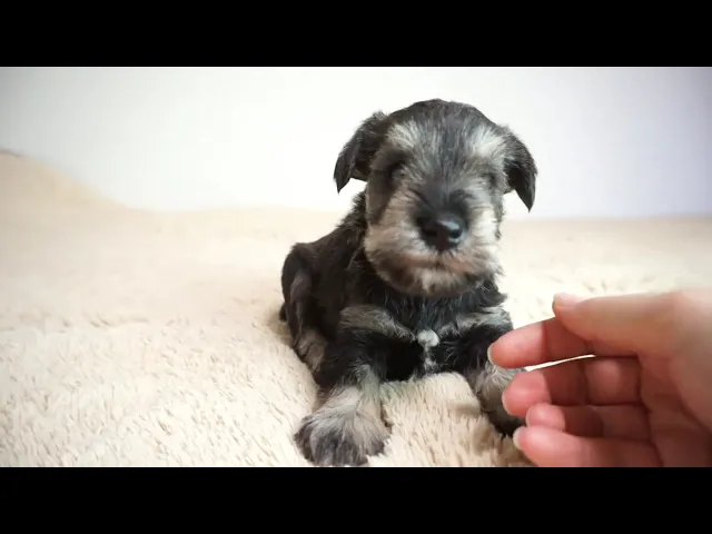 動画