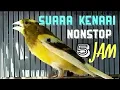 Lagu Kenari gacor nonstop 5 jam