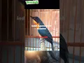 Shooting Bird Chirp That Gives Goosebumps #kicaumania #burung #birdsong