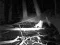 Mountain lion whistling in El Paso Creek