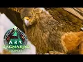 Download Lagu UPDATE on ARK Performance Issues