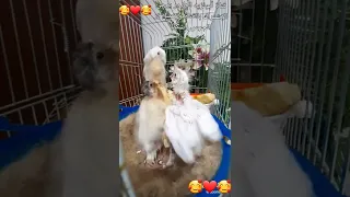 ذكر كناري أبيض مقنبر يطعم فراخه أجمل مشاهدة 