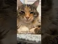 Download Lagu So unfair #mikathefluffy #shorts #cat