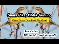Download Lagu Suara Pikat _ Suara Pancingan Ciblek Gunung Yang Susah Mendekat/ Turun