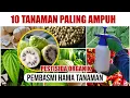 Download Lagu 10 TANAMAN PALING AMPUH BASMI HAMA TANAMAN | PESTISIDA ORGANIK