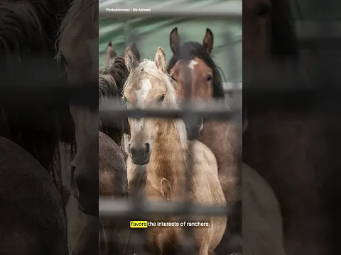 Why some of America’s wild horses are being slaughtered