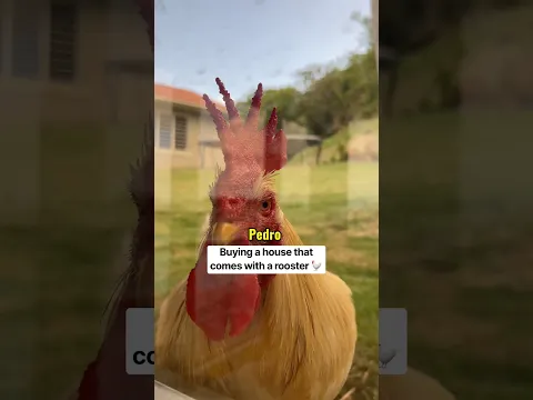 Buying a house that comes with a rooster 🐓