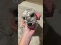 Download Lagu #dog #puppy #claybracelet #naildesigns #funny #haveitoldyoulatelythatiloveyou #nailinspo #cute