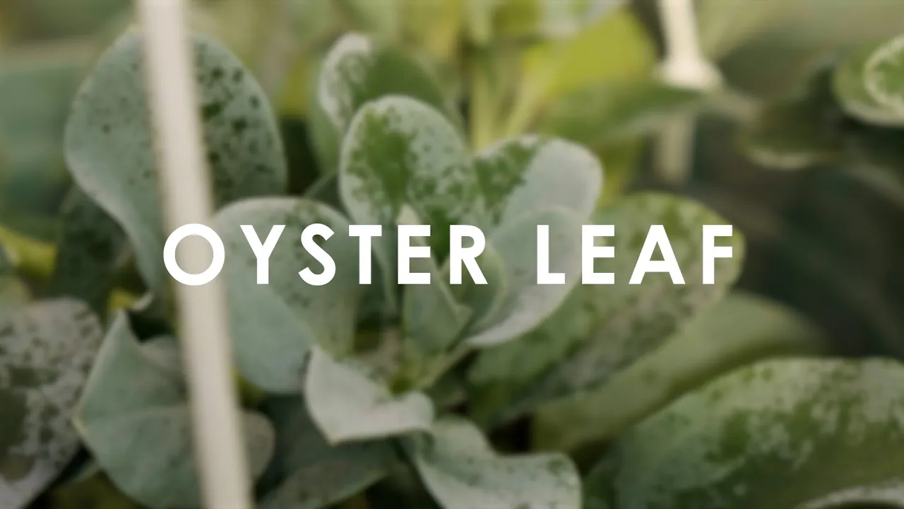 In Season Now   Oyster Leaf