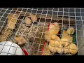 ORSCHELN FARM CHICKS WITH THE SHOW ME GOLD FAMILY