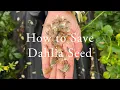 How to Save Dahlia Seed