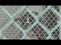 Advocates trying to stop interstate dog imports as CT shelters face overcrowding