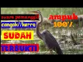 🔴suara pikat burung cangak ulo/terbukti 100% ampuh