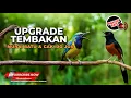 Download Lagu 🔴 Upgrade Tembakan Murai Batu dan Cucak Ijo Masteran Pilihan Isian Mewah 2025