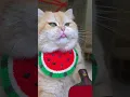 Download Lagu play ping-pong. #exlittlebeans #funnyvideo #funnycats