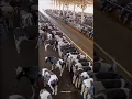 Download Lagu High-tech cow farming in america #cow #cowfarm #america #shorts