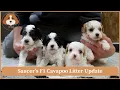 Saucer s F1 Cavapoo Litter Update
