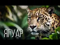 Ягуар: Призрак Амазонки | Интересные факты про ягуара
