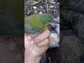 Download Lagu Pijantung papua mental baja....